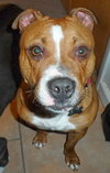 Foxy Brown - ADOPTED 04.05.14
