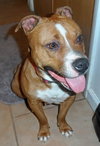 Foxy Brown - ADOPTED 04.05.14