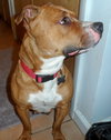 Foxy Brown - ADOPTED 04.05.14