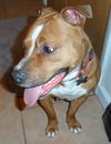 Foxy Brown - ADOPTED 04.05.14