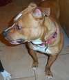 Foxy Brown - ADOPTED 04.05.14