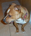 Foxy Brown - ADOPTED 04.05.14