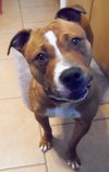 Foxy Brown - ADOPTED 04.05.14