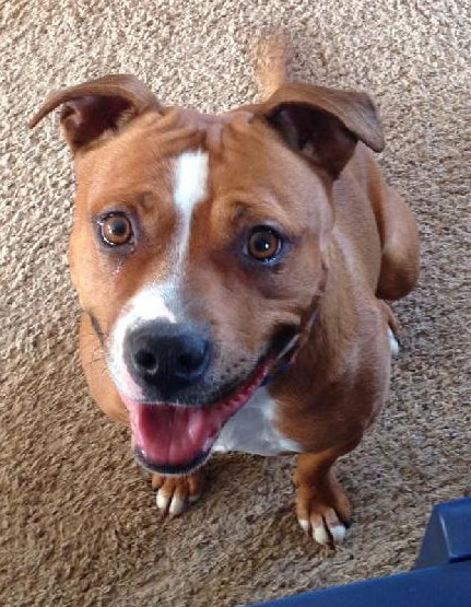 Foxy Brown - ADOPTED 04.05.14