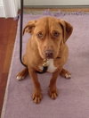 Nina 2 - ADOPTED 06.13.15