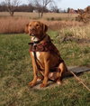 Nina 2 - ADOPTED 06.13.15