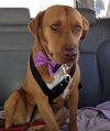 Nina 2 - ADOPTED 06.13.15