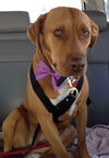 Nina 2 - ADOPTED 06.13.15