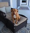 Nina 2 - ADOPTED 06.13.15