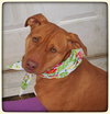Nina 2 - ADOPTED 06.13.15