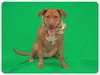 Nina 2 - ADOPTED 06.13.15