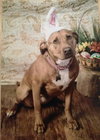 Nina 2 - ADOPTED 06.13.15