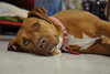 Nina 2 - ADOPTED 06.13.15