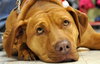 Nina 2 - ADOPTED 06.13.15