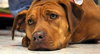 Nina 2 - ADOPTED 06.13.15