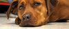 Nina 2 - ADOPTED 06.13.15