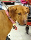 Nina 2 - ADOPTED 06.13.15