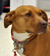 Nina 2 - ADOPTED 06.13.15