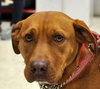 Nina 2 - ADOPTED 06.13.15