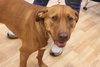 Nina 2 - ADOPTED 06.13.15