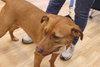 Nina 2 - ADOPTED 06.13.15