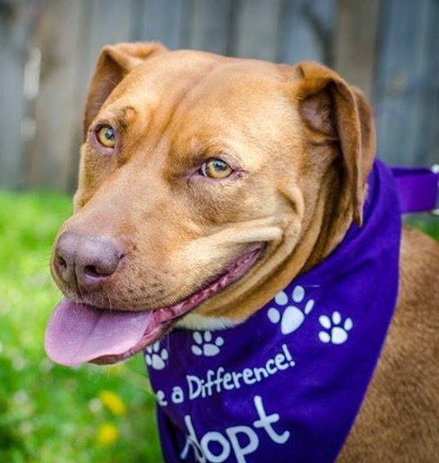 Nina 2 - ADOPTED 06.13.15