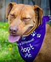 Nina 2 - ADOPTED 06.13.15