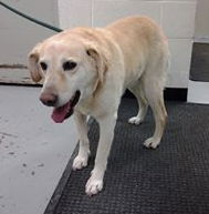 Marigold - ADOPTED 03.21.14