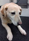 Marigold - ADOPTED 03.21.14