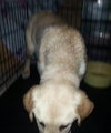 Sk Litter Chance - ADOPTED 03.15.14