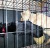 Sk Litter Chance - ADOPTED 03.15.14