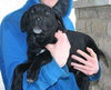 Sk Litter Ajax - ADOPTED 03.15.14