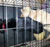 Sk Litter Ajax - ADOPTED 03.15.14