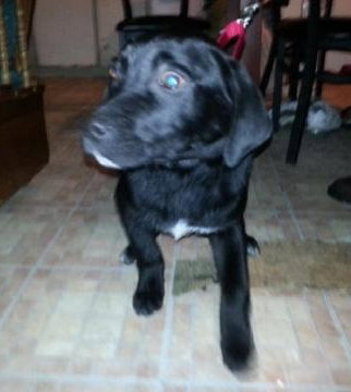 Sk Litter Ajax - ADOPTED 03.15.14