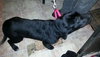 Sk Litter Ajax - ADOPTED 03.15.14
