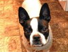 Hl Litter Sage (Mom) - ADOPTED 05.30.14