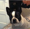 Hl Litter Sage (Mom) - ADOPTED 05.30.14