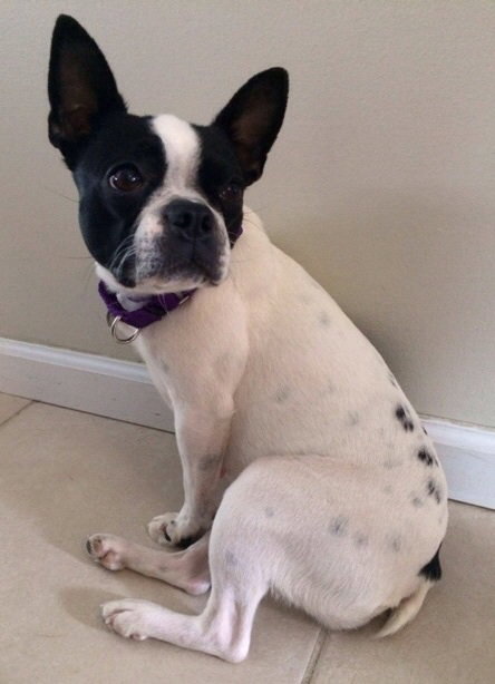 Hl Litter Sage (Mom) - ADOPTED 05.30.14