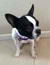 Hl Litter Sage (Mom) - ADOPTED 05.30.14