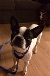 Hl Litter Sage (Mom) - ADOPTED 05.30.14