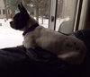 Hl Litter Sage (Mom) - ADOPTED 05.30.14