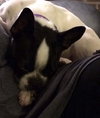 Hl Litter Sage (Mom) - ADOPTED 05.30.14