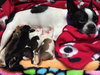 Hl Litter Sage (Mom) - ADOPTED 05.30.14