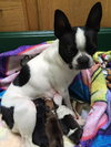 Hl Litter Sage (Mom) - ADOPTED 05.30.14