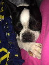 Hl Litter Sage (Mom) - ADOPTED 05.30.14