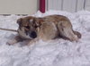 Fuzzie Foo - ADOPTED 03.23.14
