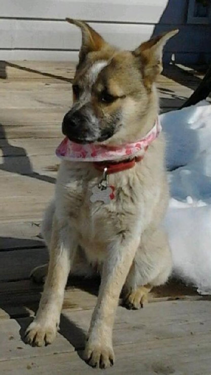 Fuzzie Foo - ADOPTED 03.23.14