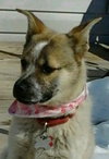 Fuzzie Foo - ADOPTED 03.23.14
