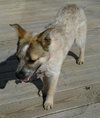 Fuzzie Foo - ADOPTED 03.23.14