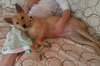 Francis - ADOPTED 04.13.14